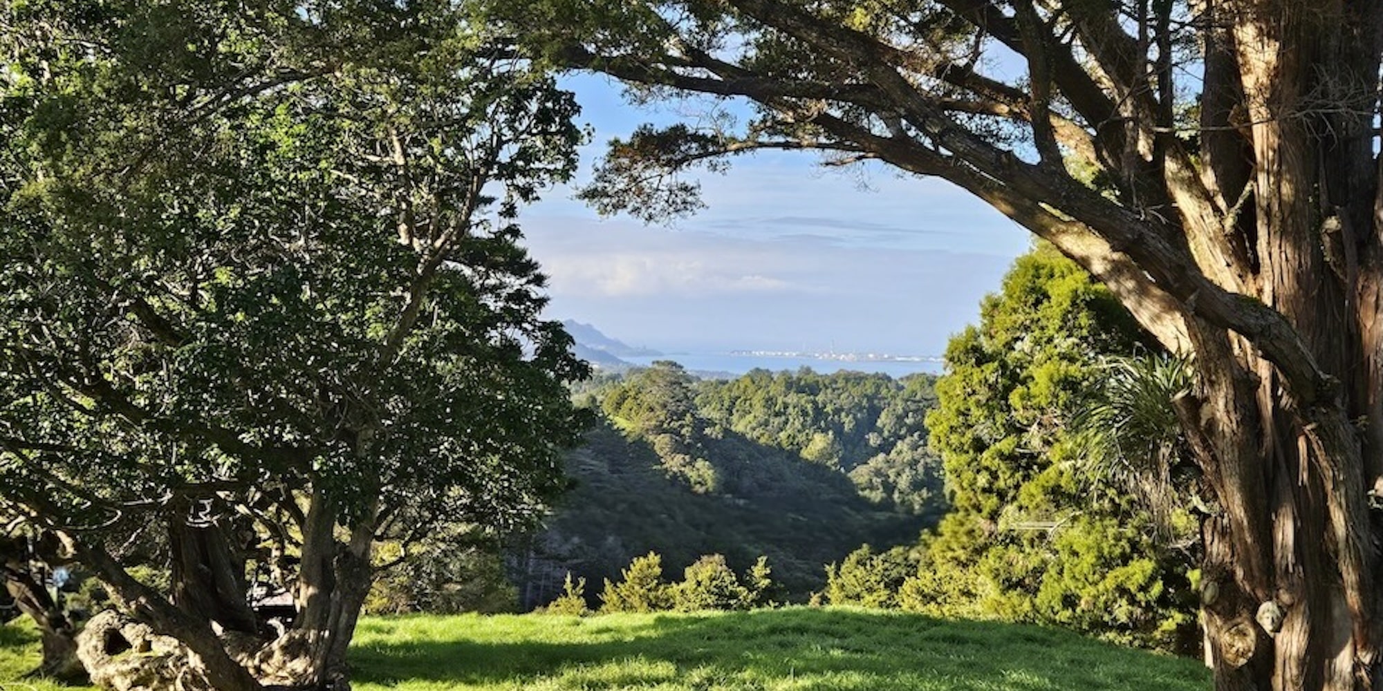 view of trees and blue sky
